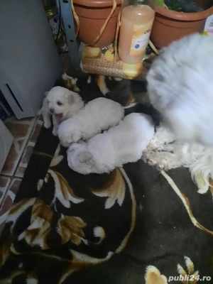 De vinzare doi catelusi bichon frise. - imagine 4