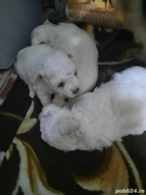 De vinzare doi catelusi bichon frise. - imagine 2