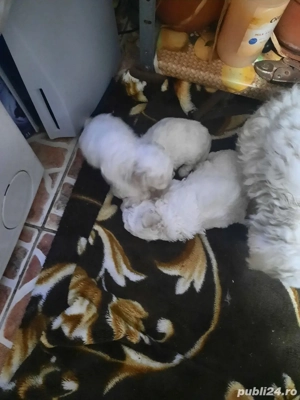 De vinzare doi catelusi bichon frise. - imagine 3