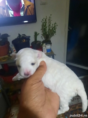 De vinzare doi catelusi bichon frise.