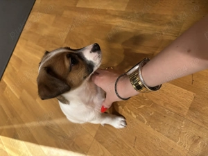 Jack Russel terrier pui catel baietel