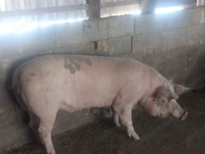 De vânzare 3 porci mari - imagine 4