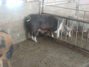 De vânzare 3 porci mari - imagine 5