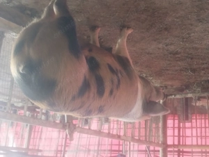 De vânzare 3 porci mari - imagine 6