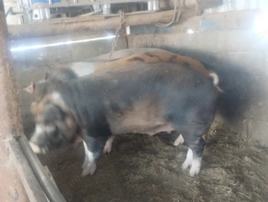 De vânzare 3 porci mari - imagine 2
