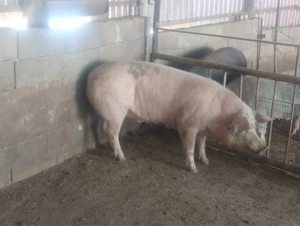 De vânzare 3 porci mari - imagine 3