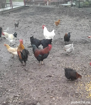 Cocosi de vânzare  - imagine 2