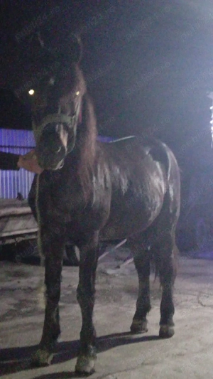 vand cai.   - imagine 2