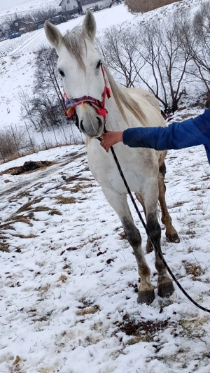 vand cai.   - imagine 4