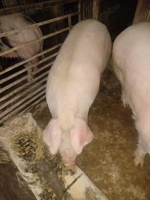 2 scroafe de vanzare - imagine 4