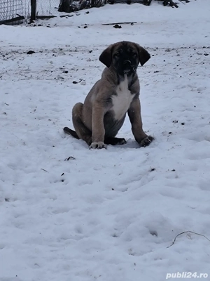 Căței kanga de vânzare  - imagine 3