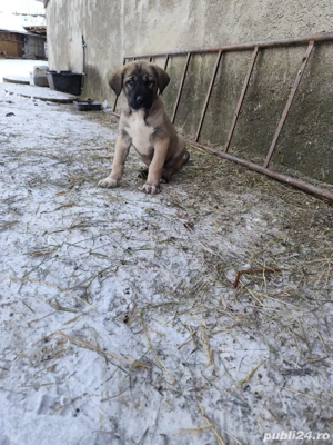 Căței kanga de vânzare  - imagine 4