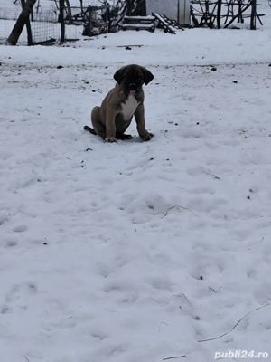 Căței kanga de vânzare  - imagine 2