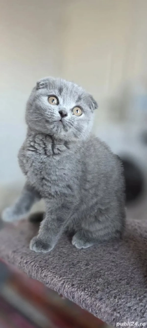 Scottish fold!!! asiguram transport 