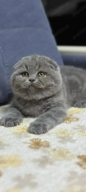 scottish fold !!!!! asigur transport 