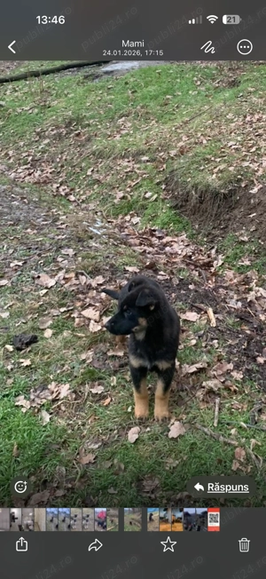 Catei ciobanesti germani - imagine 2