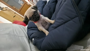 Pui Pugs   Mobs 8 saptamani  - imagine 3