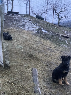 Catei ciobanesti germani - imagine 4