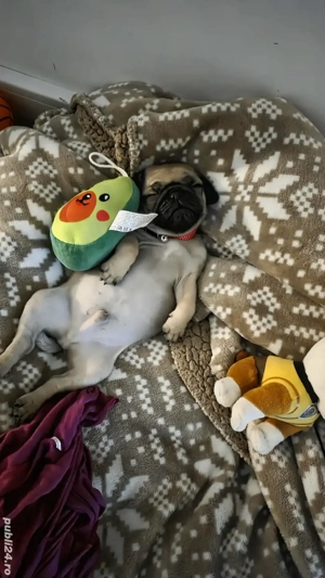 Pui Pugs   Mobs 8 saptamani  - imagine 2