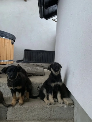 Catei ciobanesti germani - imagine 3