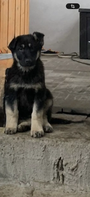 Catei ciobanesti germani - imagine 5