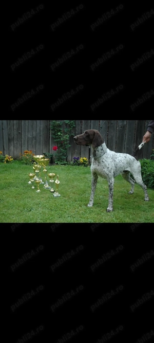 Brac german,părinți campioni - imagine 5