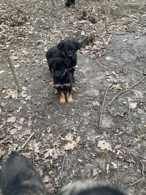 Catei ciobanesti germani