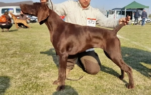 Brac german,părinți campioni - imagine 4