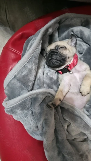 Pui Pugs   Mobs 8 saptamani  - imagine 5