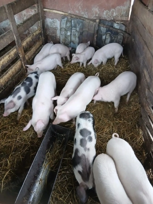 De Vânzare purcei 14 bucăți  - imagine 3