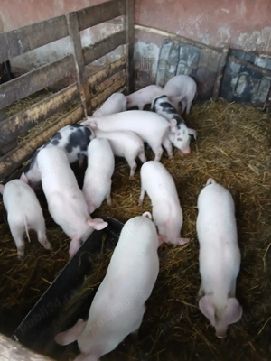 De Vânzare purcei 14 bucăți  - imagine 2