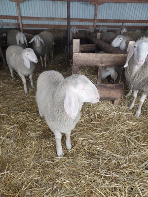 Vând berbecuț bergamasca  - imagine 4