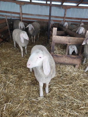 Vând berbecuț bergamasca  - imagine 5