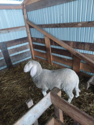 Vând berbecuț bergamasca 