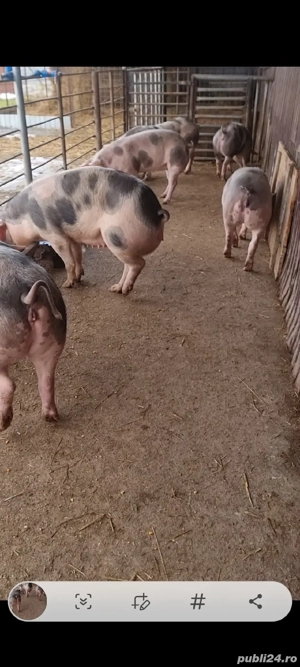 vand scroafe gestante  - imagine 3