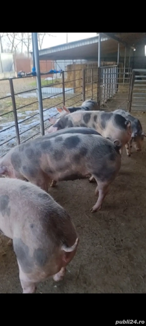 vand scroafe gestante 