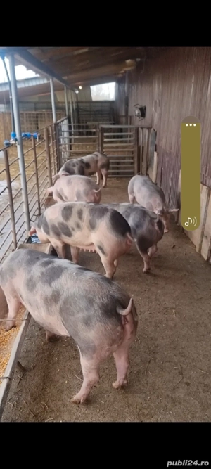vand scroafe gestante  - imagine 2