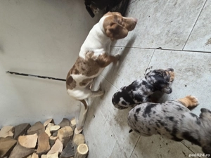 De vanzare pui teckel arlequin - imagine 2