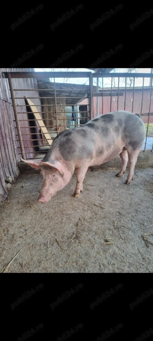 vand scroafe gestante  - imagine 5