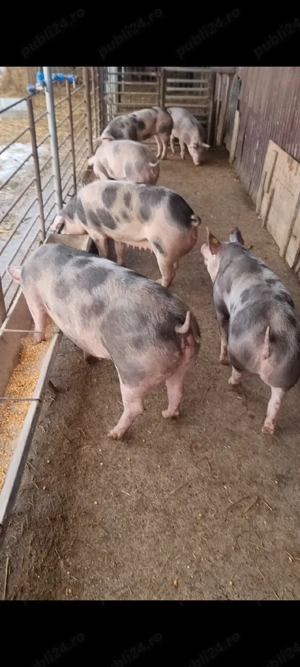 vand scroafe gestante  - imagine 4