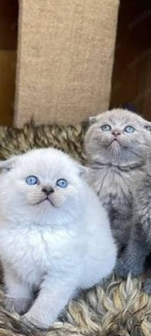 scottish fold bluepoint!!!
