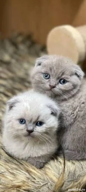 fold !!!asiguram transport 