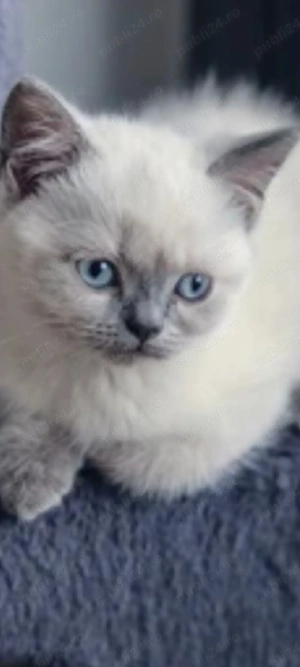 ragdoll bluepoint!!!