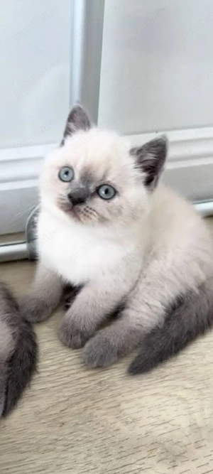 British Shorthair bluepoint!!!
