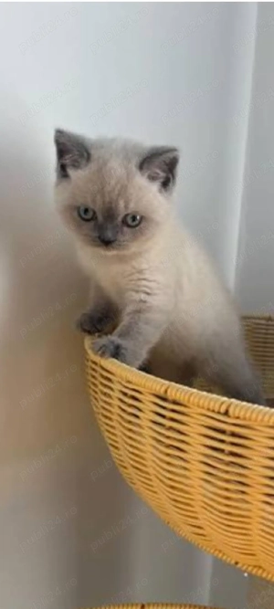 British Shorthair bluepoint!!!