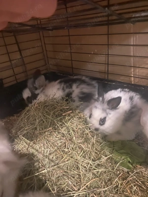 Iepuri Cap de Leu Pitic  - imagine 4