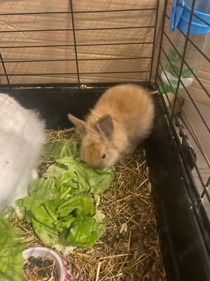 Iepuri Cap de Leu Pitic  - imagine 3