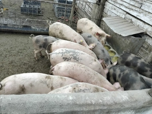 Porci de vânzare, de diferite categorii! - imagine 5