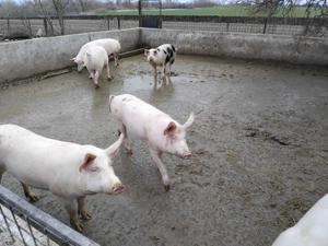 Porci de vânzare, de diferite categorii! - imagine 4