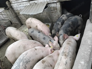 Porci de vânzare, de diferite categorii!
